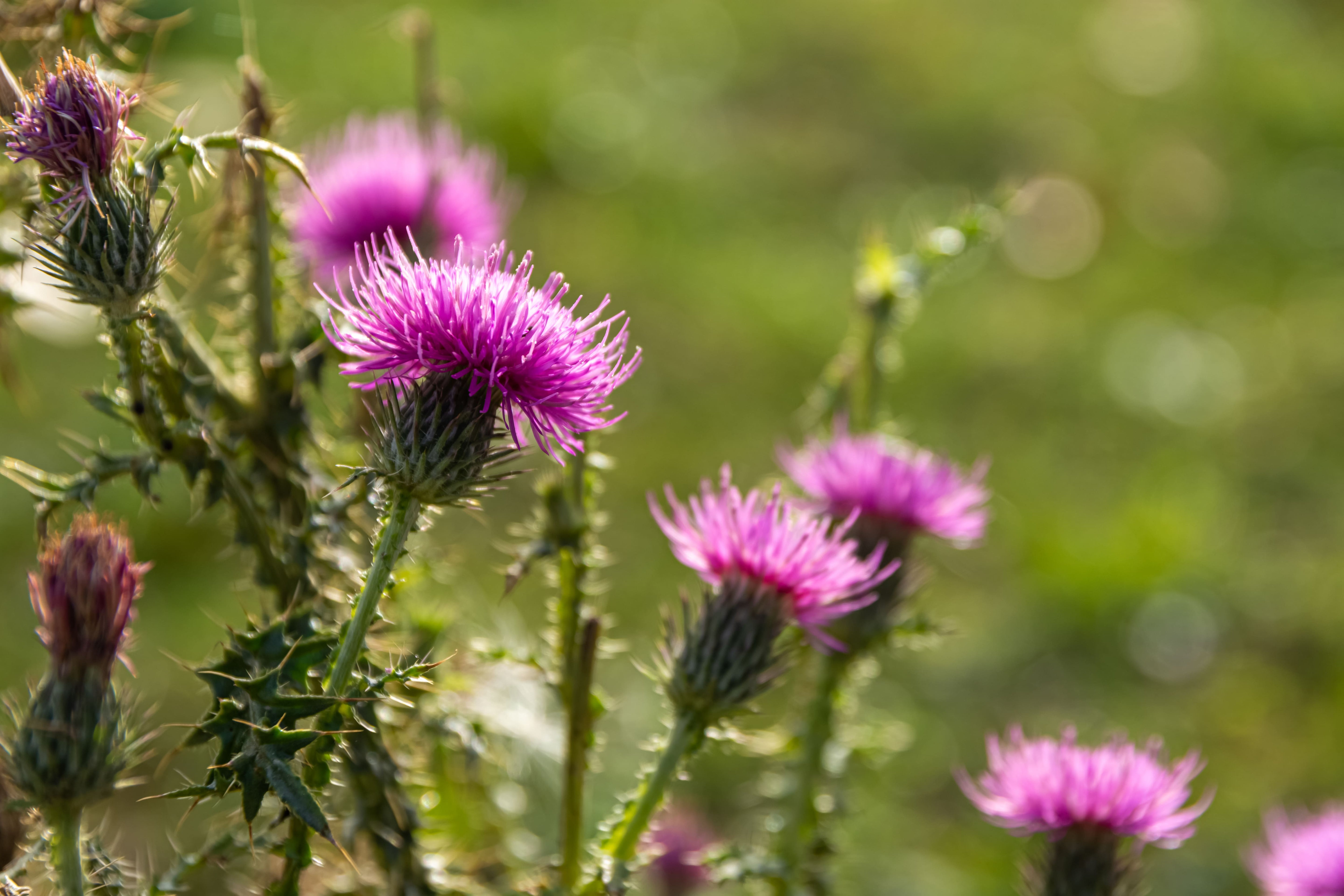 Does Milk Thistle Clean Your Liver? What Science Says - Daily Defense