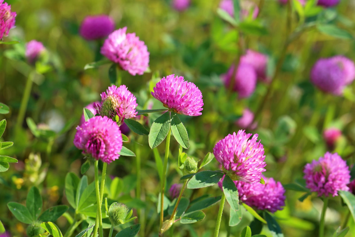 Is Red Clover Good for Menopause? Benefits & Side Effects - Daily Defense