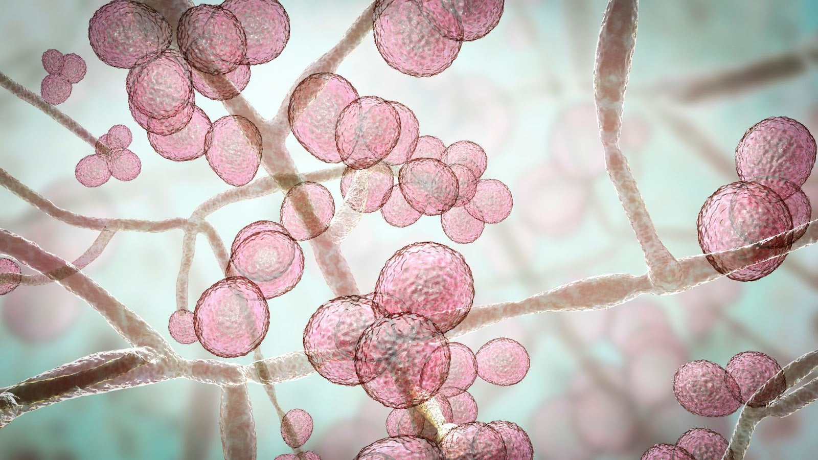 Caprylic Acid for Candida | Side Effects & How Much To Take