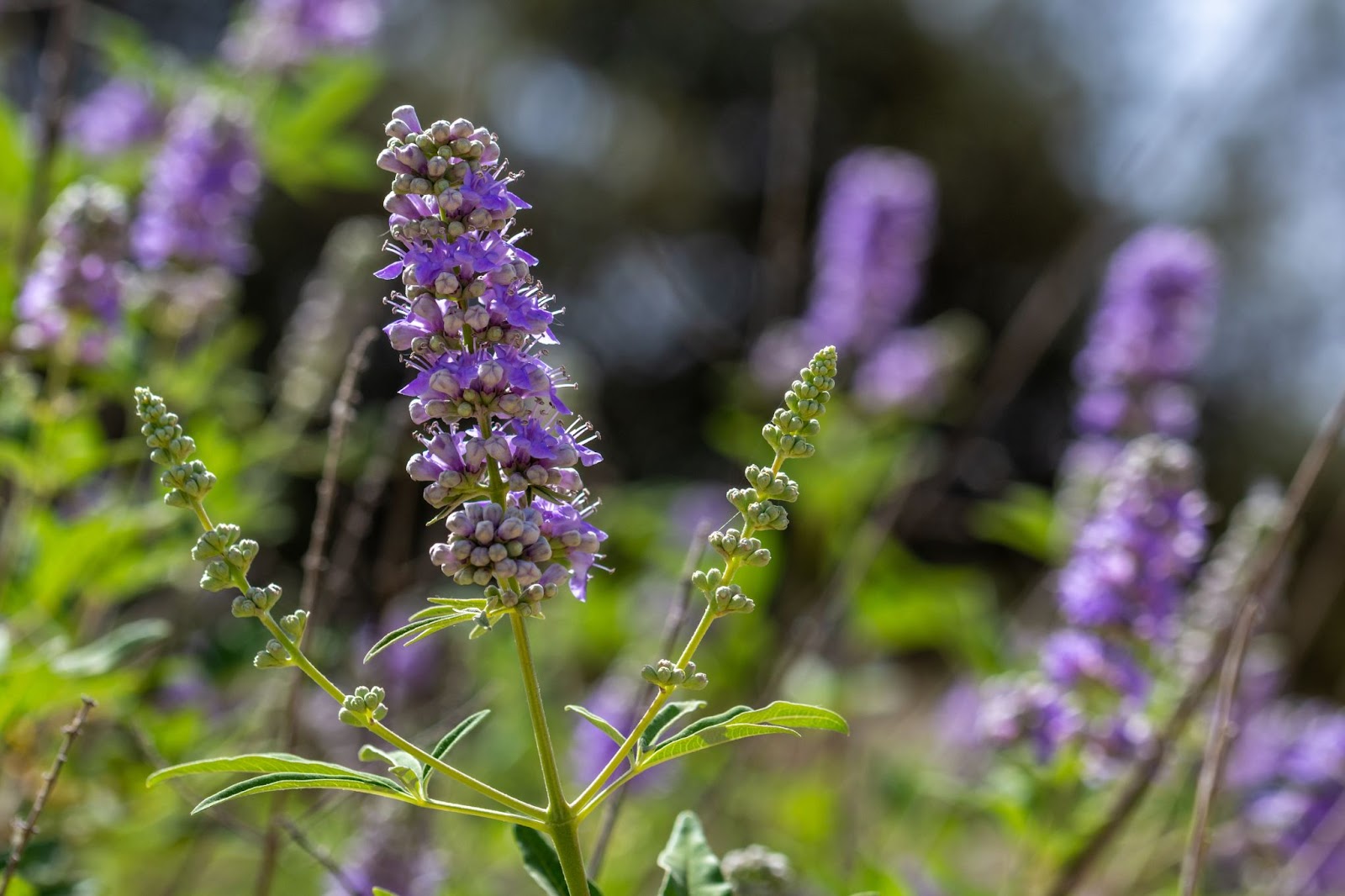 Does Chasteberry Help With Menopause?
