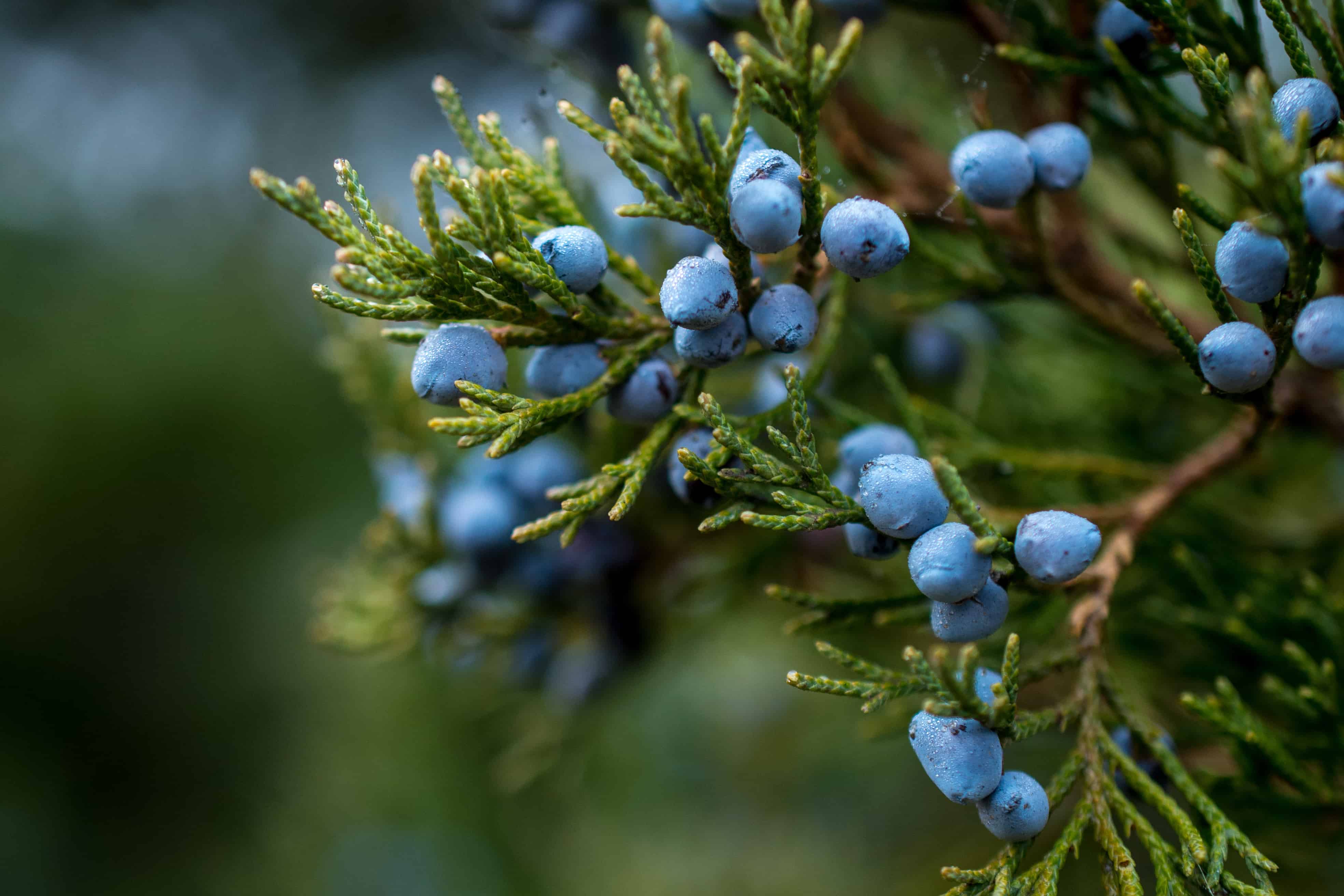 Juniper Berries as a Diuretic | Bloating and Water Retention