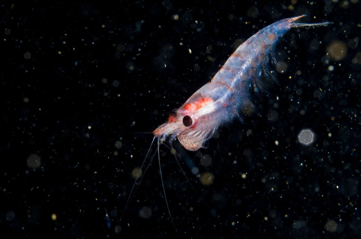 Krill Oil Supplement Benefits, Side Effects & Fish Oil Comparison - Daily Defense