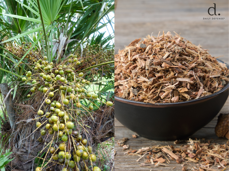 Pygeum vs Saw Palmetto for Prostate Health - Daily Defense