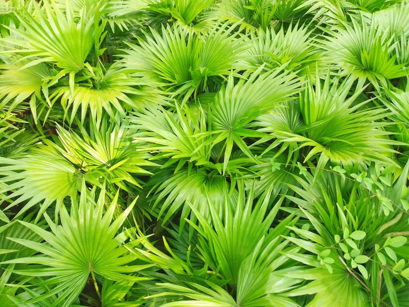 Saw Palmetto Extract | Benefits, Dosage, and Side Effects - Daily Defense