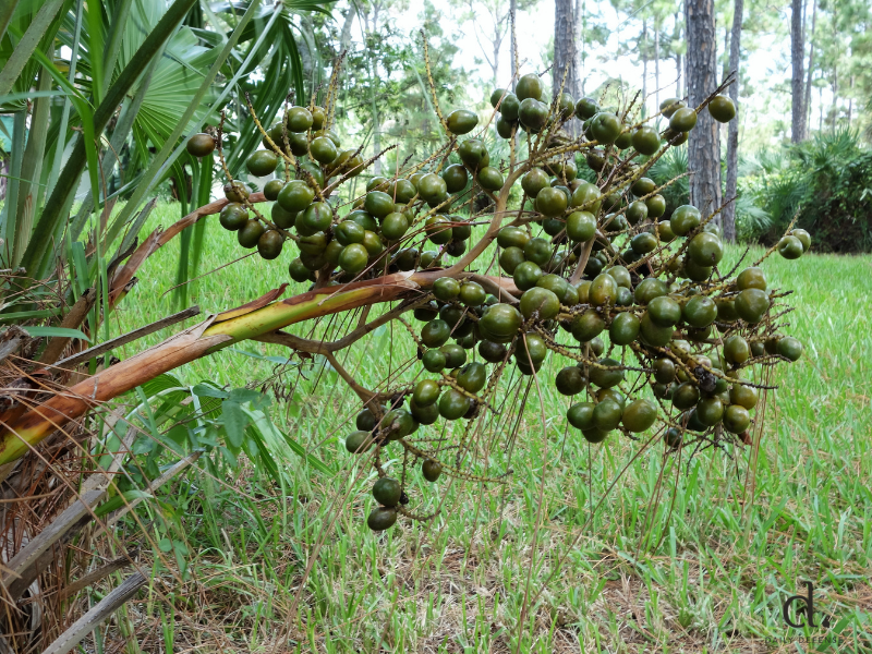 Saw Palmetto for Women: Benefits, Uses & Safety