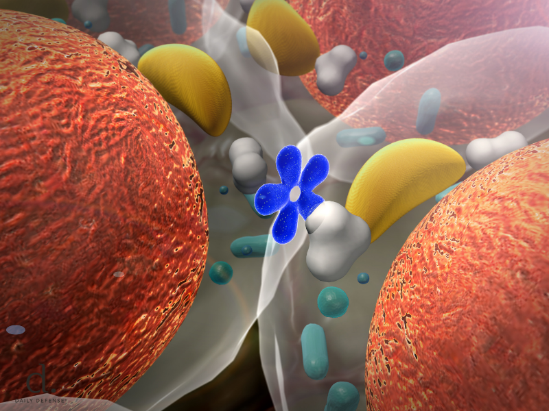 Saw Palmetto & Hormones: Benefits, Uses, and Safety - Daily Defense