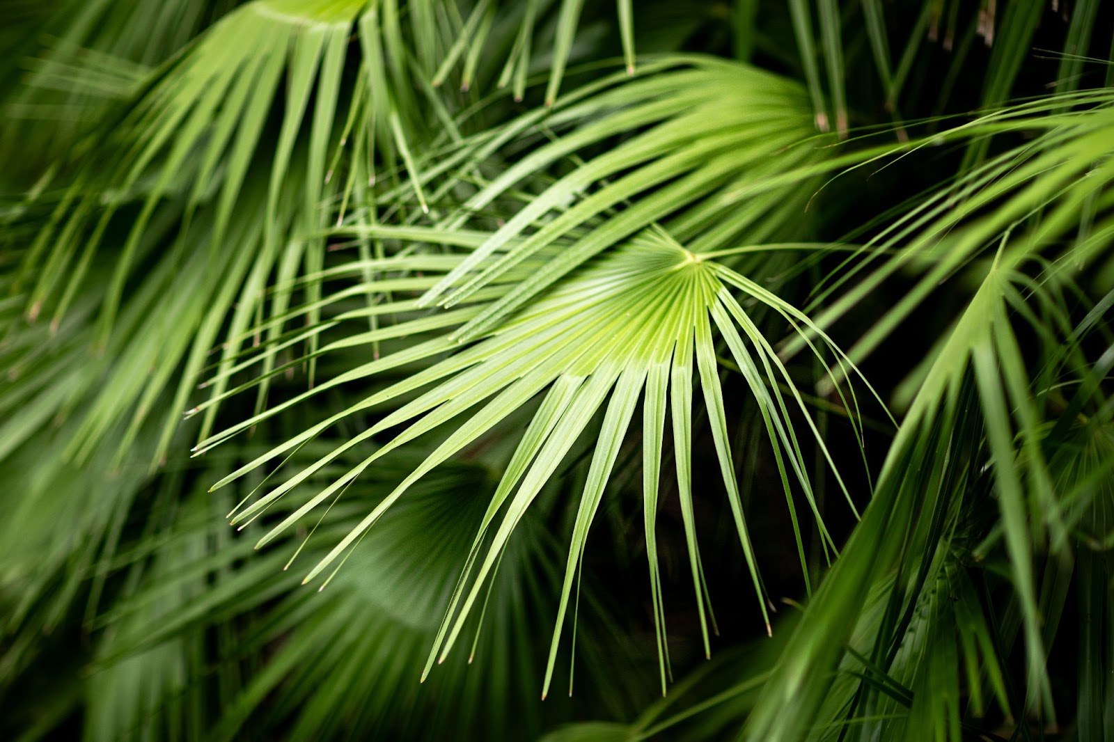 Saw Palmetto Ingredients: Fatty Acids, DHT, and Hormone Health